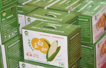 玉米飘香--永华助力罗东村农产品扶贫项目